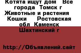 Котята ищут дом - Все города, Томск г. Животные и растения » Кошки   . Ростовская обл.,Каменск-Шахтинский г.